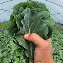 여주 유기농 쌈케일 농장직송 쌈용케일 샐러드 쥬스용 1kg, 유기농 쌈케일 1kg