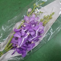 모카라 보라 / 고속터미널꽃시장 꽃도매 계절꽃 서리풀플라워