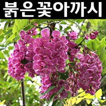 붉은꽃아까시나무 묘목 실생2년 뿌리 특묘 5개/정원/공원/조경수
