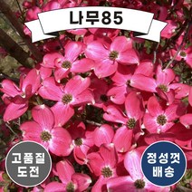 (나무85) 미꽃산딸나무 시리즈, 1.미꽃산딸 체로키치프 접목1년