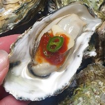 [산지발송] 당일새벽조업 통영 1등급 제철 하프쉘굴 30미