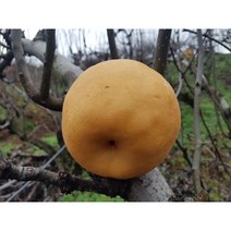 배나무묘목 신고배 화산배 접목1년생 특묘 유실수 과실수 뿌리깊은나무농원, 신고배 상묘, 1개
