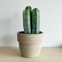 삼둥이 용신목 이태리 팽이토분 세트 - 관리쉬운 공기정화식물