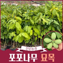 포포나무 묘목 실생 2년생