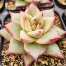 다양한 다육이 모아보기, 8번- 원종에보니 슈퍼클론, 1개