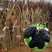 슈퍼오디 묘목 특묘목 1주 왕오디묘목 슈퍼오디왕오디, 상세페이지 참조, 상세페이지 참조