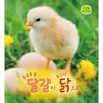 이노플리아 동글동글 달걀이 푸드덕 닭으로 한살이자연관찰, One color | One Size, 9791166460890