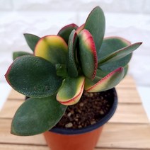 염좌금 빨강 노랑 물드는 예쁜 황금 염좌 크라슐라 속 염자 다육1-30, 단품