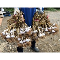 2023 햇마늘 [토종 태안 육쪽마늘], 9kg(중), 1개