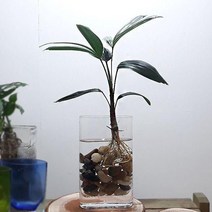 [M9AZ] 관음죽 수경재배 홈가드닝 둥근 유리화병포함 9990001EA, 쿠팡뽀 본상품선택
