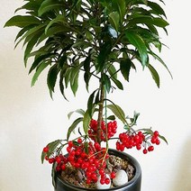 백량금/8치화분묘/묘목/k1028