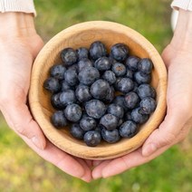 블루베리 신이내린 보랏빛의 생블루베리 생과 미국산/칠레산 BLUEBERRY, 옵션3) 블루베리12팩 1.5kg