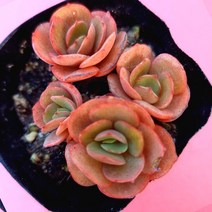 수연 3두 핑크색 무늬가 선명해지고 있는 다육 식물3두1-15, 단품