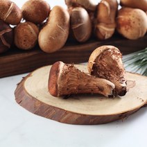 재배 참 송이 버섯 솔향 차, 참 송이 솔향차 60g1봉지, 60g, 1개, 1개