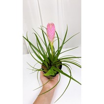 미니농장 틸란드시아 시아네아 매혹적인 보라꽃이 피어나는 행운의 상징 공기정화식물 틸란 행인