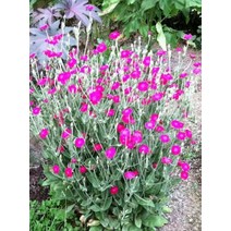 우단동자 빨강 20립