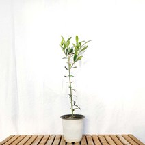 올리브 중형 외목대 나무 열매 꽃 토피어리 묘목 반려 식물 화분 키우기