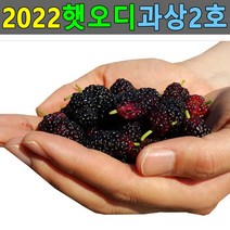 두방농산 2021 햇오디 과상2호 5kg 뽕나무열매 생오디