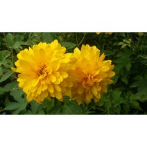 백우산산나물/ 겹삼잎국화 종근/ 농장 직접 채취합니다, 1개, 50개