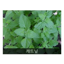 차로먹는허브 씨앗] 캐트닢 (Catnip) 0.1g(약100립), 1개