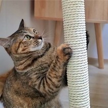 캣츠크라프트 종이로프 고양이 스크래쳐 끈 줄 고양이 밧줄 로프 삼줄 면줄, 화이트색 20m