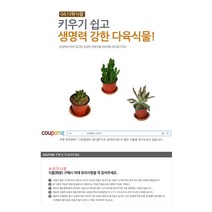 다육식물 200여종 다육 식물 최다종 화분, 다육식물_월동자, 1개, 1개