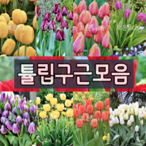 [모든원예조경] 튤립 구근 (5개묶음) 컬러별 가을구근모음 베란다정원 튤립키우기, 로날도(레드계열)