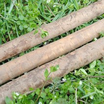 초록사랑 국내산 아삭한 안동우엉, 1개, 4kg