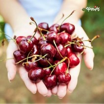 식탐대첩 칠레 생 체리 1kg (9.5row), 없음