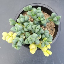 꽃다리 벽어연금 20 다육식물 다육금 아이만배송