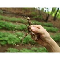 삶과삼 산양삼 10년근 5뿌리 산삼주 강원도 산양산삼 장뇌삼 산지직송, 공단보자기(아이보리)