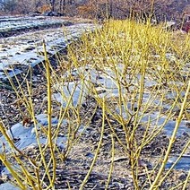 착한가격 나무생각 / 노랑말채나무 / 1m / 5주