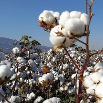 정제된 목화씨기름 오일 목화씨수분크림 만들기, 500ml, 1개