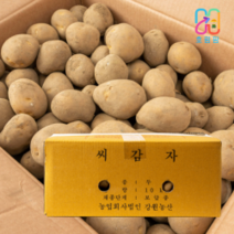 강원농산 두백씨감자 10kg 감자씨 주말농장 모종