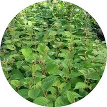 참다래 그린키위 골드키위 레드키위 묘목, 그린암