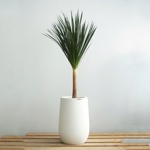 플라워바인 대형 드라코 화이트스톤볼링핀화분 개업선물 화분배달 카페 호텔 사무실이전 키우기쉬운식물, 추가+3천원, 기본서랍식