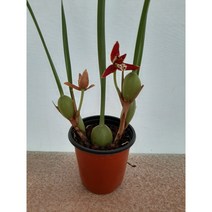 [근이네식물원]막실라리아/커피향이 그윽해요