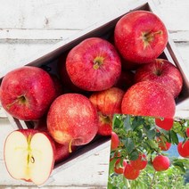 이지리치 부사 청송 사과 5KG 11-13과 특 산지직송사과 청송사과가격