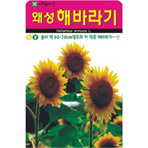 왜성해바라기 꽃씨앗50립 아람종묘 눈높이에 맛는키 작은 해바라기