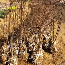 옥매화 3년생 분달이 (한주 가격)