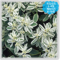 [나은식물원]111.설악초(유포르비아)-화이트 20립