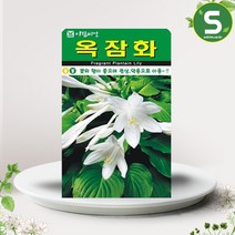솔림텃밭몰 옥잠화씨앗 20립 옥잠화 꽃씨앗 꽃씨 야생화, 단품