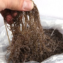 꼬들꼬들한 식감 꼬시래기 1.5KG 무침 샐러드요리 염장꼬시래기효능 완도 국내산