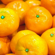 고당도 제주 노지 타이백 감귤 달콤한 프리미엄 귤, 11-12brix감귤2.5kg(로얄과), 1개