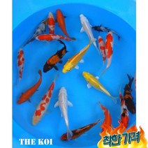 비단잉어 15cm전후( 혼합)연못용금붕어잉어민물고기열대어황금비단잉어