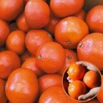 13Brix이상 귀한귤 홍미향 4.5kg/딱 한달만 판매/썬레드 빨간귤, 단품