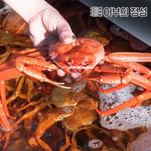 포항 선주직송 당일조업 수율보장 박달대게 홍게 제철 연지자숙 홍게 6미내외 정품 (수율80프로 내외)2kg