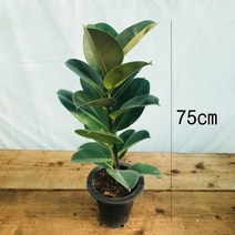 청년농부 외목 일자형 고무나무 공기정화식물 개업화분