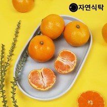 자연식탁 [산지직송]제주 고당도 하우스감귤 4.5kg 꼬마소과, 1