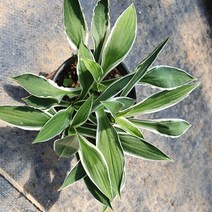 야생화피어나라플라워 좀무늬비비추(1Set 3포트), 1개